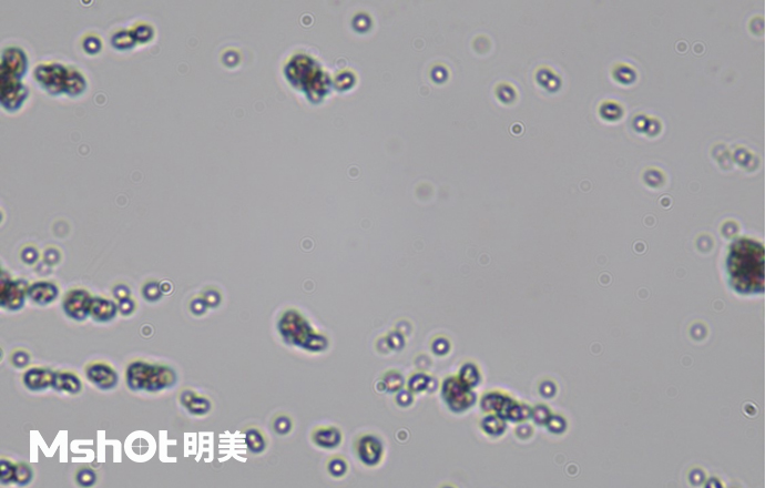 觀察鈦白粉用什么顯微鏡？