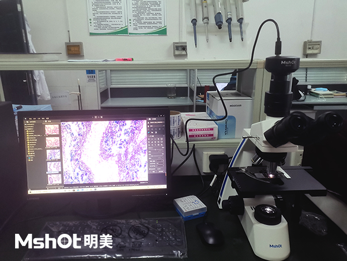 河蜆可以用什么顯微鏡觀察？