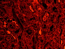 四川大學(xué)某中心實(shí)驗(yàn)室MC20成功演示熒光效果