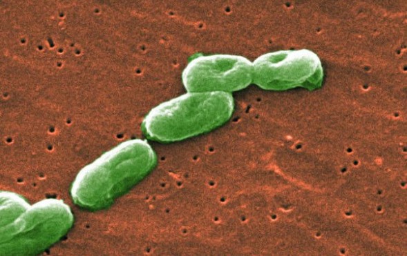 顯微鏡下的細(xì)菌